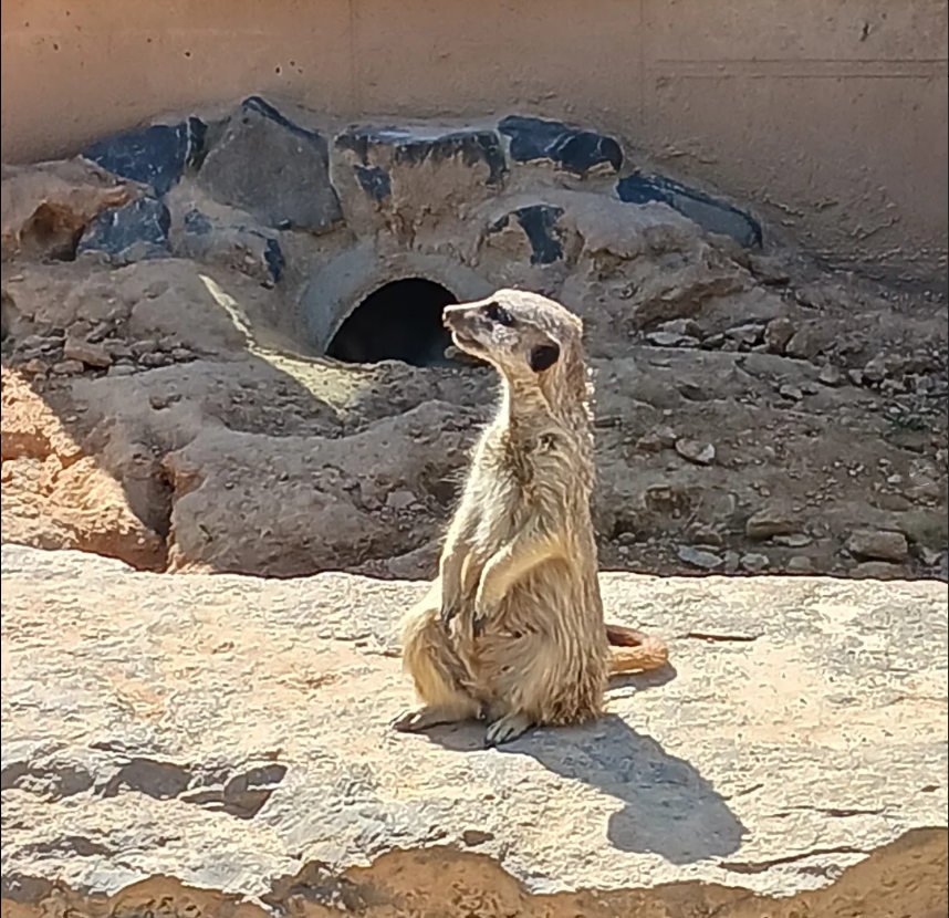 BERTAZ – tierisch wild_ Meerkätzchen