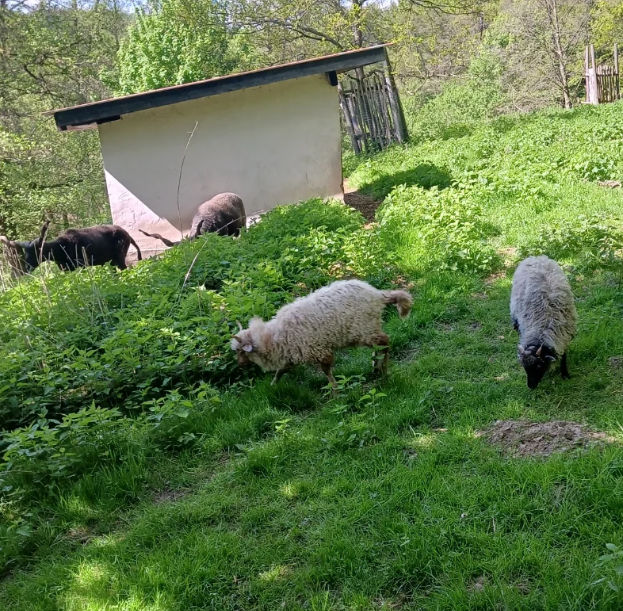 BERTAZ – tierisch wild_ Schafe auf der Weide